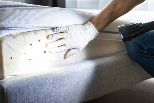Best Pest Control Near Me in Pleak, TX