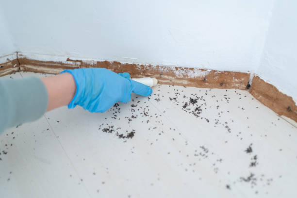 Best Wasp Removal Services  in Pleak, TX